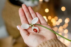 a hand holding a white flower of three petals with a brown semi transparent pill in it on a blur background